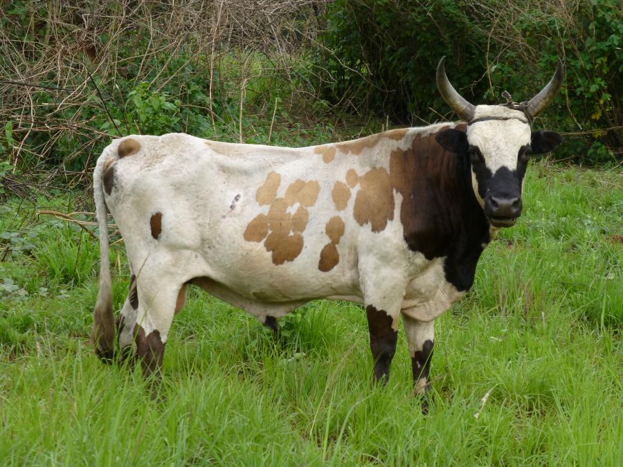 <p>March, 2013, northern Nimba, Liberia. Part of the same large herd just trekked over from Guinea (but could have originated from Mali) that had N'Damas and a few Sudanese Fulani as well as this different looking bull. </p>
