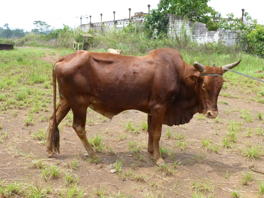 <p>March, 2013, northern Nimba, Liberia. Another "Mali cow" which could well have come from Guinea.</p>
