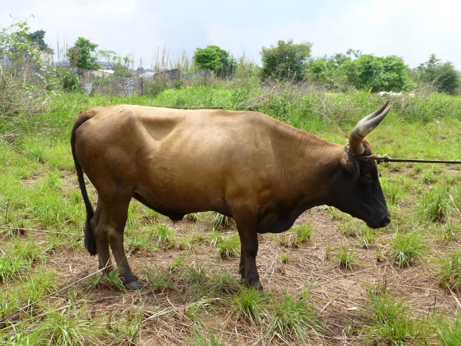 <p>March, 2013, northern Nimba, Liberia. Part of a large herd of diverse looking animals just trekked over from Guinea and on-route, still on the hoof, to Ganta, but probably from there onwards to Monrovia by truck. More of a classic looking N'Dama than the preceding images.</p>
