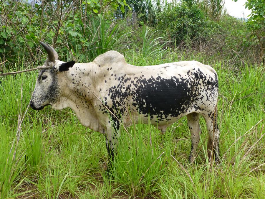 <p>March, 2013, northern Nimba, Liberia. Part of a diverse looking herd just trekked over from Guinea. This and following zebu were called simply  "Mali cows" by their drovers in contra-distinction to the humpless "Guinea cows" that out-numbered them in the herd.</p>
