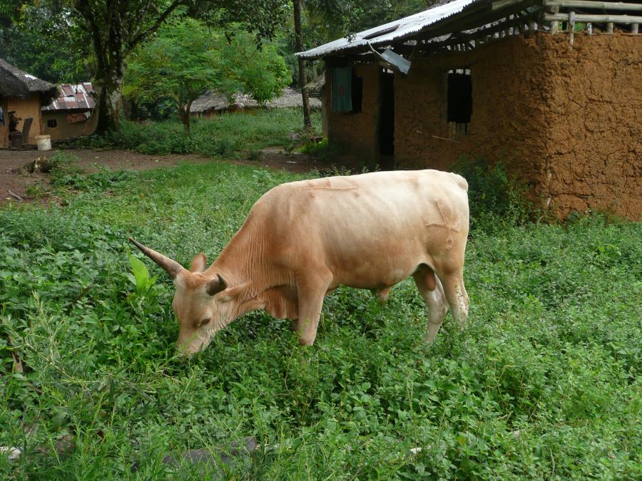 <p>November 2010, Grand Gedeh, Liberia. This bull was called a "Guinea cow" by its owner and seems to have something of the N'Dama race which hails from the Fouta-Djalon mountains. I know nothing about its interesting scissor marking but don't think it was acquired locally.</p>
