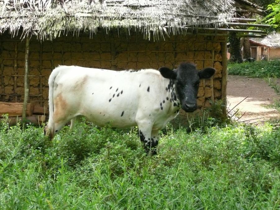 <p>November 2010, Grand Gedeh, Liberia. This heifer was brought over from Côte d'Ivoire where the owner had sent his Liberian cows for safe-keeping during the war years. Whether it is a Liberia Dwarf or an Ivoirien Lagunaire is probably impossible to say but is clearly in the Dwarf West African Shorthorn category. This is a good illustration of the importance of understanding the genealogical geographies of individual cattle before assigning names to breeds. The owner planned to breed this cow with his father's larger bull of a different breed shown next.</p>
